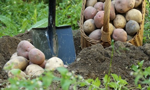 Suša uništila urod krumpira, a jeftini uvoz uništava domaće proizvođače