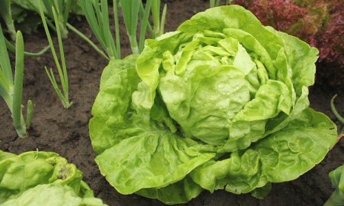 Skoro 390 kila salate u Zagrebu imalo previše pesticida: Analiza je nije uhvatila na vrijeme