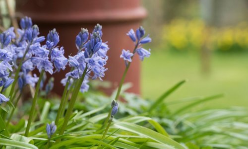 Ovu divnu biljku nikad ne biste trebali poželjeti u svom vrtu, a evo zašto