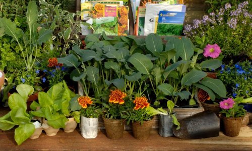 Posadite ove biljke jednu pokraj druge i gledajte kako vaš vrt buja