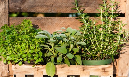 Ove dvije popularne začinske biljke nikad ne smijete saditi jednu pored druge