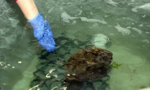 U uvali Dajla - Belveder pronađene žive jedinke mladih periski
