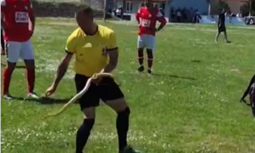 Šokantan video iz Srbije; zmija ušla na nogometni teren i dvaput ugrizla suca