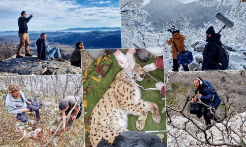 Stiže fascinantna priča o risovima i ljudima snimana sedam godina