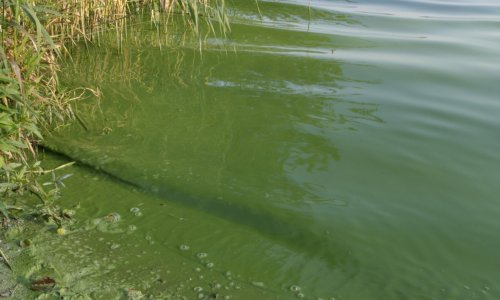 Revolucionarni potencijal znanstvenog otkrića: Alge mogu vezati dušik