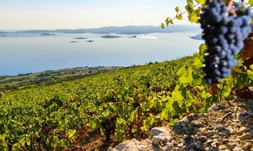 Laskava američka preporuka za sedam hrvatskih vina