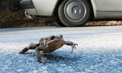 Volonteri pomažu žabama krastačama prijeći cestu kod Sankt Peterburga