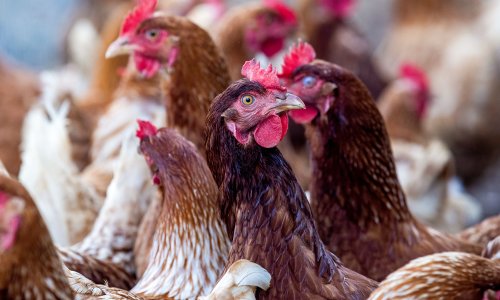 Ne djeluje tako, ali u Hrvatskoj je pala brojnost stoke i peradi