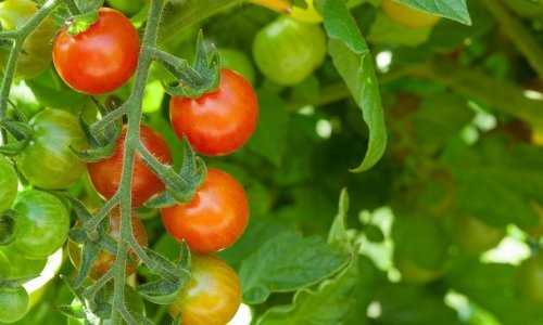 U rajčicama iz Turske dvaput u tjedan dana otkriveni pesticidi