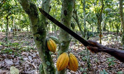 Sadnja kakovca prijeti uništenju šuma u Liberiji