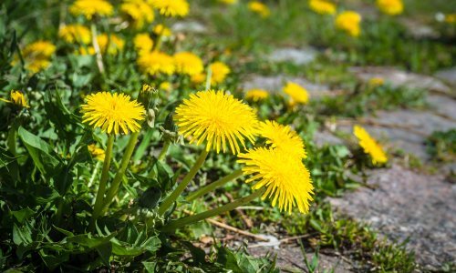 Želite se riješiti maslačaka iz vrta? Evo kako efikasno ukloniti ovaj korov