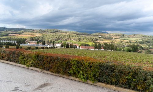 Jedan od najvećih proizvođača vina otpušta 80 posto radnika - zbog nezapamćene suše