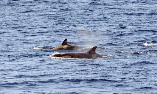 Znanstvenici: 'Moguće je da životinje ima svijest'