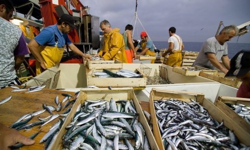 Zamjena crvenog mesa sardinama spašava živote