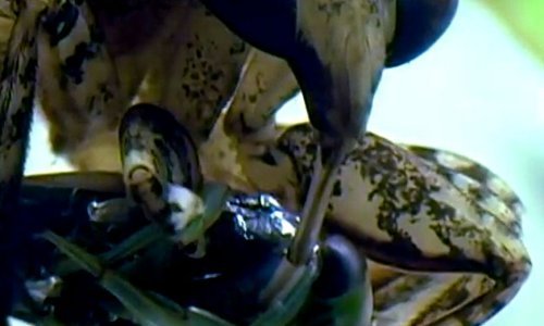 Upoznajte kukca psihopata: Grize samo da zada bol