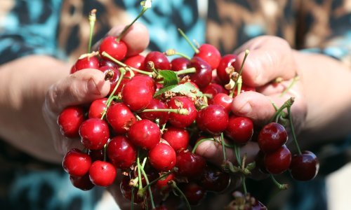 Cijene trešanja su brutalne, osobito onih domaćih: Čini se da ih ljudi bojkotiraju
