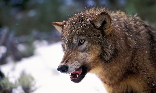 Poljoprivrednici: 'Ministarstvo će dati glas za povećanje populacije vukova'