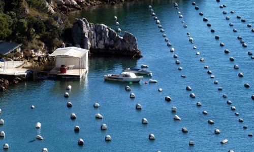 U uzgoj riba i školjkaša u Jadranu uključuje se AI: Hrvati i Talijani razvijaju aplikaciju