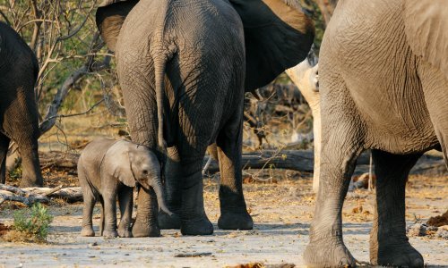 Mi kažemo 'dobar dan' i rukujemo se. Evo kako se pozdravljaju slonovi