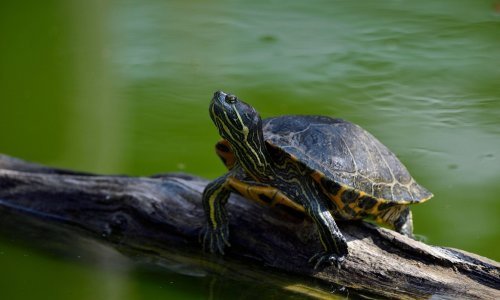 Uhvaćene invazivne crvenouhe kornjače udomljene u zagrebačkom ZOO-u