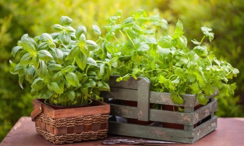 Ovo su biljke koje tjeraju dosadne nametnike iz svakog vrta