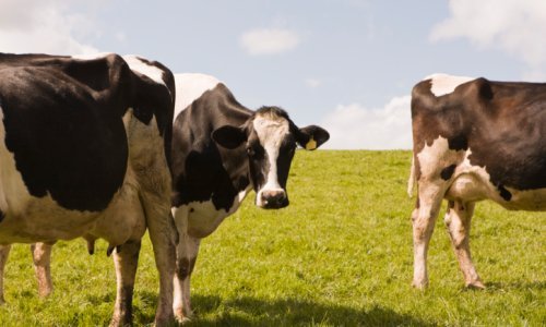 Europski referalni centar: U Sloveniji bolest plavog jezika