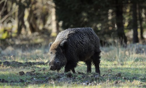 Divlja svinja napala Talijana na Lopudu, lovci bespomoćni