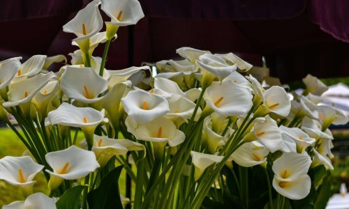 U parku Bundek održat će se 58. Međunarodna vrtna izložba Floraart