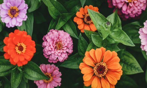 Ova prekrasna i izdržljiva biljka cijelo će vam ljeto ukrašavati vrt ako je sad zasadite