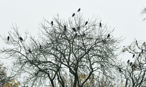 Inteligentne su, glasne i mogu biti opasne: Ovako Varaždin rješava problem s vranama