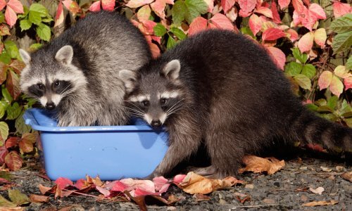 Rakun u spavaćoj sobi digao njemačku policiju na noge