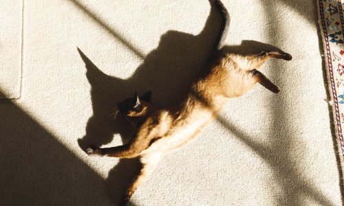 Mačka poplavila nizozemsku gradsku vijećnicu, šteta iznosi 325.000 eura