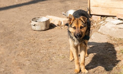 Antropologinja Marijanić: 'I životinje imaju svoj holokaust, zanemarene su i pate'