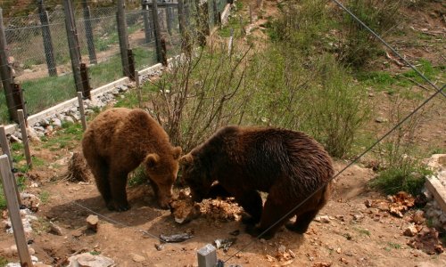 WWF Adria protiv žilet-žice: Što će biti s medvjedima?