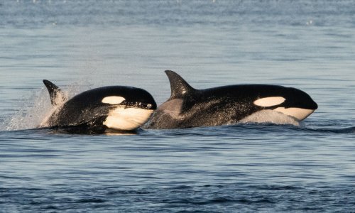 Napokon riješen misterij zašto orke napadaju brodove