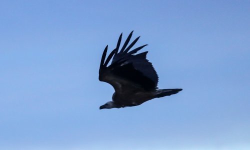 Osam mladih jedinki strogo zaštićene i karizmatične vrste pušteno u prirodu na Cresu