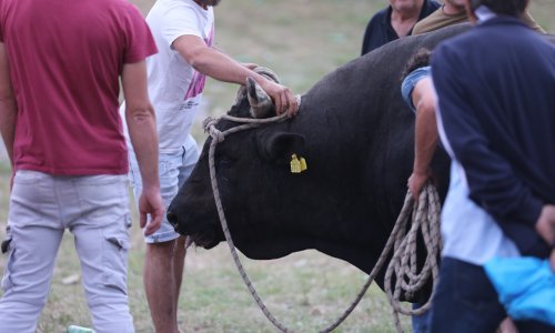 Užas na Bikijadi u Radošiću: Bik se otrgnuo i ozlijedio muškarca