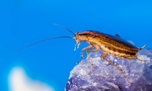 Svijetom ih je ratovima i trgovinom raširio čovjek: Znate li odakle potječu žohari