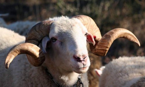 Od Q-groznice na Braču oboljelo šest osoba