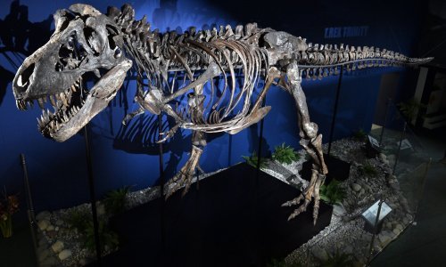 Kakva priča! Grupa djece otkrila rijedak fosil mladog 'Teen Rexa'