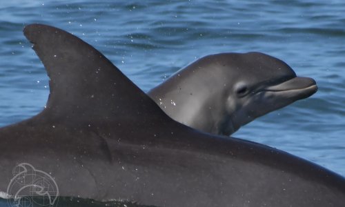 Istina o dupinima: Pametni, vole seks, ali mogu biti i veliki zločesti kreteni