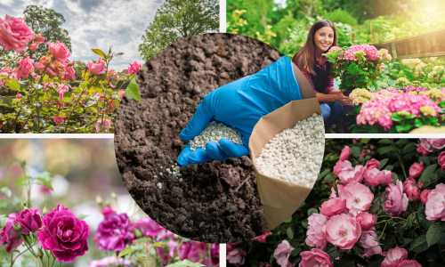 Evo kada i kako gnojiti ruže za najraskošniji cvat do kraja ljeta