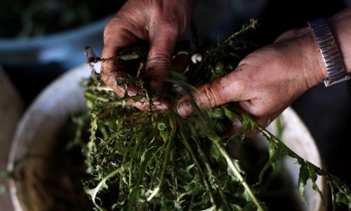 Svjetski dan sigurnosti hrane: Mediteran na udaru gladi, pesticida i visokih cijena