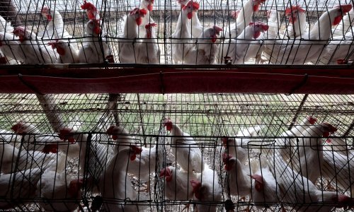 Novi soj ptičje gripe brine stručnjake: Muškarac 3 tjedna bio prikovan za krevet