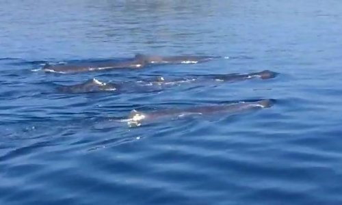 Golemi kitovi zapaženi kod Šibenika i Visa