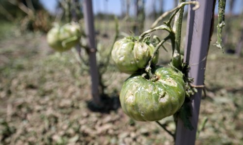 Prekipjelo ratarima: Traže hitnu isplatu potpora i aktiviranje protugradne obrane