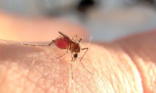 Europa ima sve ozbiljniji problem s opasnim komarcima: Raste broj slučajeva denga groznice