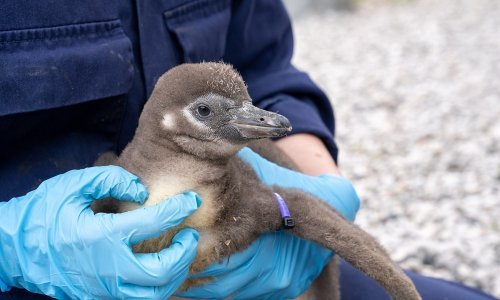 Humboldtovi pingvini pred izumiranjem, upozoravaju znanstvenici