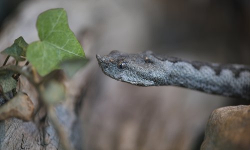 U Zadru se pojavile najopasnije europske zmije otrovnice, pronašla ih djeca