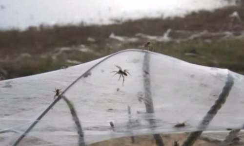 Pogledajte nevjerojatnu kišu paukova!